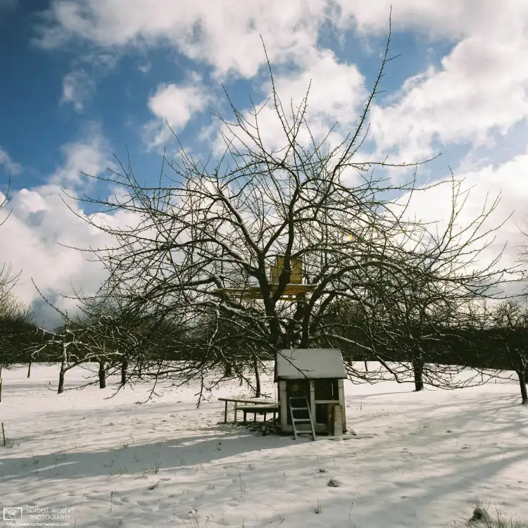 On a recent winter walk through the snowy orchards of Nehren in southwestern Germany, I came across this apple tree with a small barn and tree house.