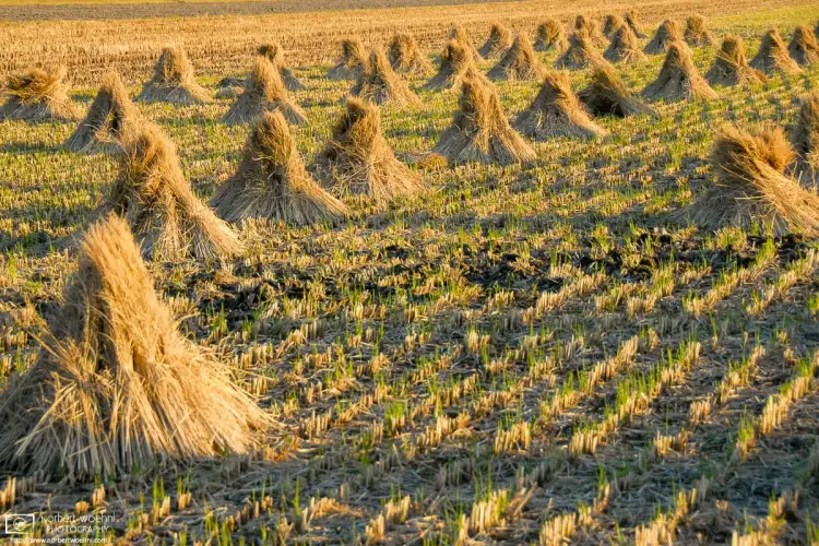 Bundles of straw on a rice field after harvest, as seen in the countryside east of Okayama, Japan.