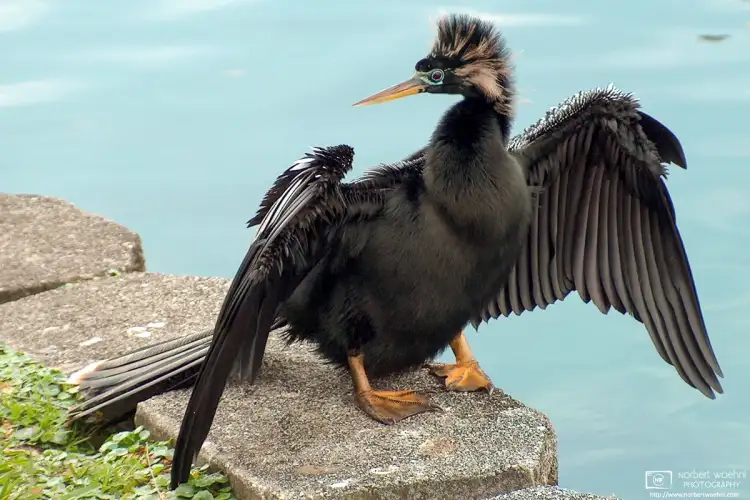 A male anhinga is drying his wings at Lake Eola Park in downtown Orlando, Florida.