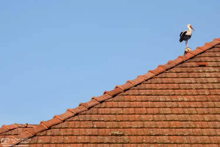 A young White Stork surveying the scene from a rooftop in the village of Rust in the eastern-Austrian state of Burgenland.