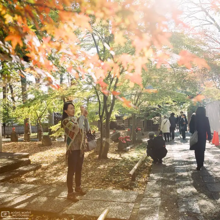 During autumn season, visitors are taking photos at Joshinji, a Buddhist temple affiliated with the Jōdo sect situated in the Setagaya Ward of Tokyo, Japan.