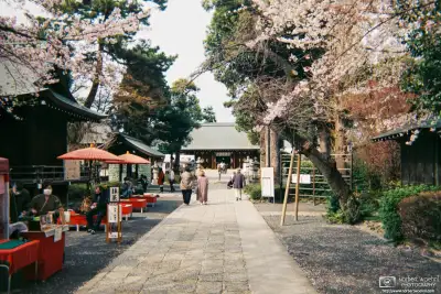 A scene of Cherry Blossom Season at Shoin Jinja, a Shinto shrine in the Setagaya Ward of Tokyo, Japan.