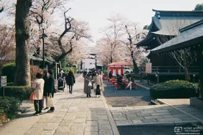 A scene of Cherry Blossom Season at Shoin Jinja, a Shinto shrine in the Setagaya Ward of Tokyo, Japan.
