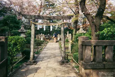 A scene of Cherry Blossom Season at Shoin Jinja, a Shinto shrine in the Setagaya Ward of Tokyo, Japan.