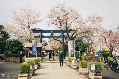 A scene of Cherry Blossom Season at Shoin Jinja, a Shinto shrine in the Setagaya Ward of Tokyo, Japan.