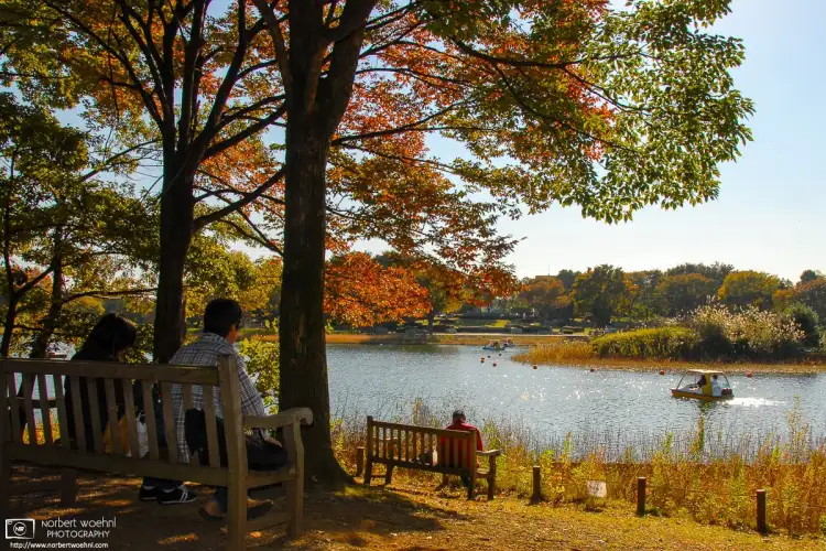 A calm autumnal scene of people watching a pedal boat passing by on a pond at Showa Memorial Park in Tachikawa on the western outskirts of Tokyo, Japan.