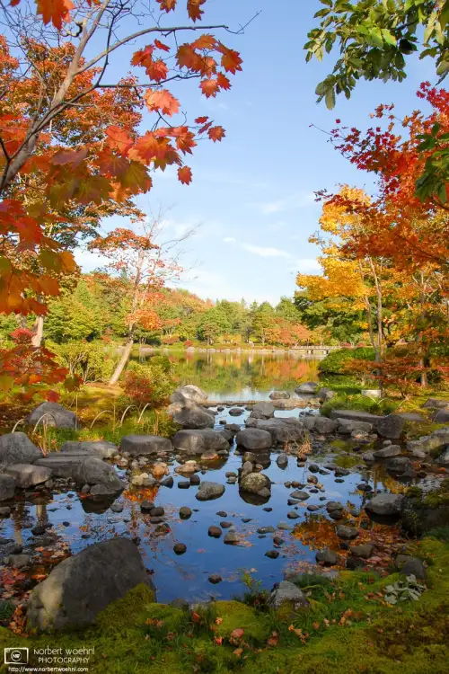 A natural frame of vivid autumn colors alongside a pond at Showa Memorial Park in Tachikawa on the western outskirts of Tokyo, Japan.