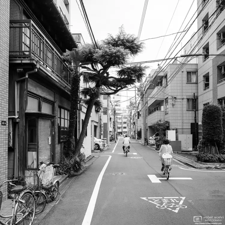 Bicycling past a leaning tree in a quiet neighborhood backstreet of Taito Ward in Tokyo, Japan.