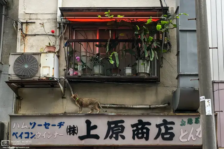 In the Taito Ward of Tokyo, Japan, a cat is mulling whether or not to proceed climbing the facade of an old Tonkatsu (fried cutlet) Restaurant.