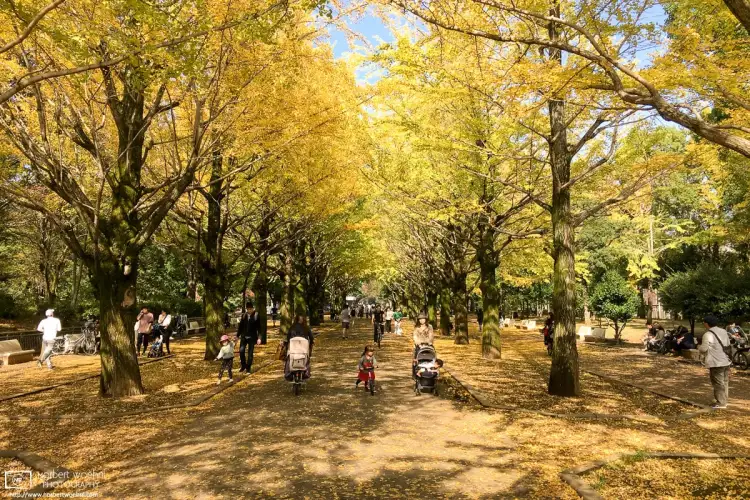 A golden autumn scene from Hikarigaoka Park in the Nerima Ward of Tokyo, Japan.