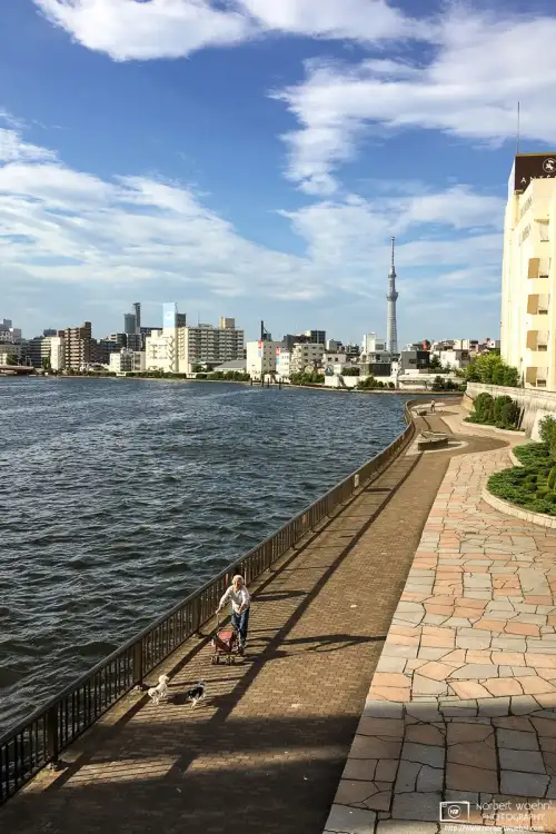 An elderly woman using a walker is enjoying a sunny day with her two dogs along the Sumida River in Tokyo, Japan. Tokyo Skytree is visible in the background.