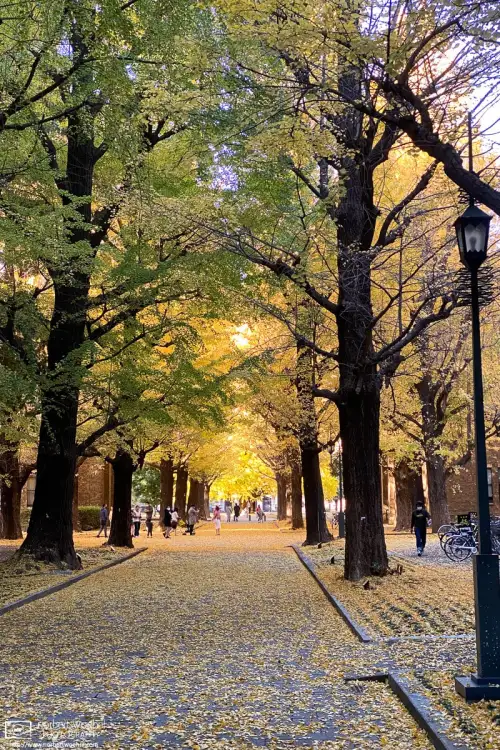 In late November, the University of Tokyo campus provides a lovely setting for a walk amongst golden leaves.