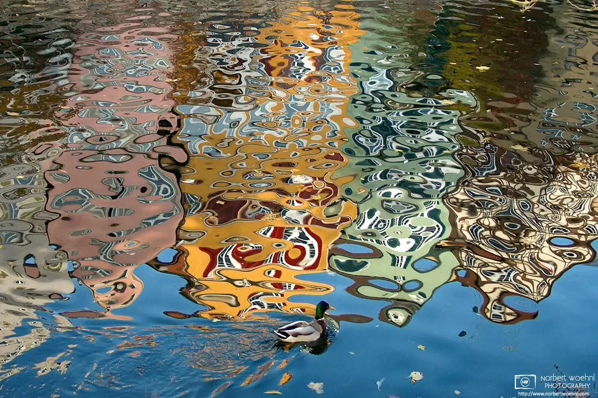 A duck is swimming on the Neckar River in Tübingen, Germany. The rippled water surface reflects the colorful medieval buildings along the river banks.