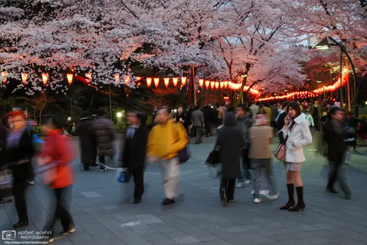 Phoning a friend on a Cherry Blossom season evening at Ueno Park in Tokyo, Japan.