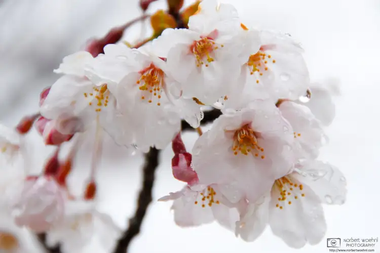 The seaside resort town of Ushimado in Okayama Prefecture, Japan, is home to olive groves and a lot of cherry trees.