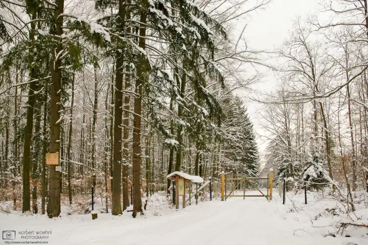 A snowy scene from a forest outside the village of Walddorfhäslach in the southwest-German state of Baden-Württemberg.