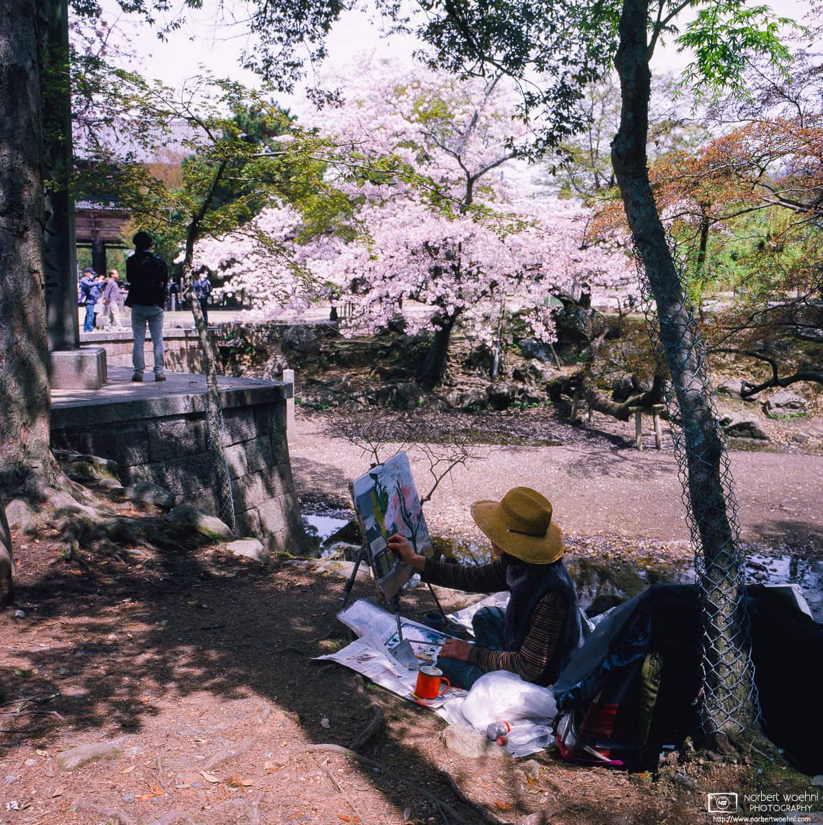 Cherry Blossom Painter, Nara, Japan Photo