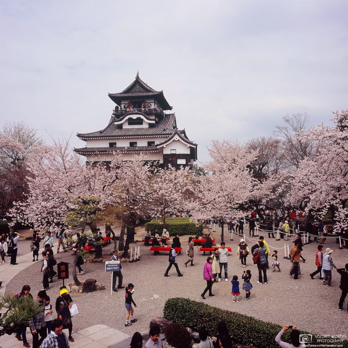 Visitors enjoying Hanami (Cherry Blossom Viewing) at Inuyama Castle (犬山城) in Inuyama, 30 minutes north of Nagoya, Japan.