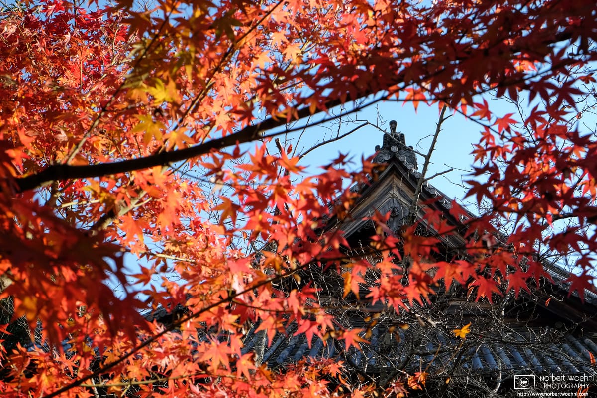 Autumn at Seiryoji Temple, Sagano, Kyoto, Japan Photo