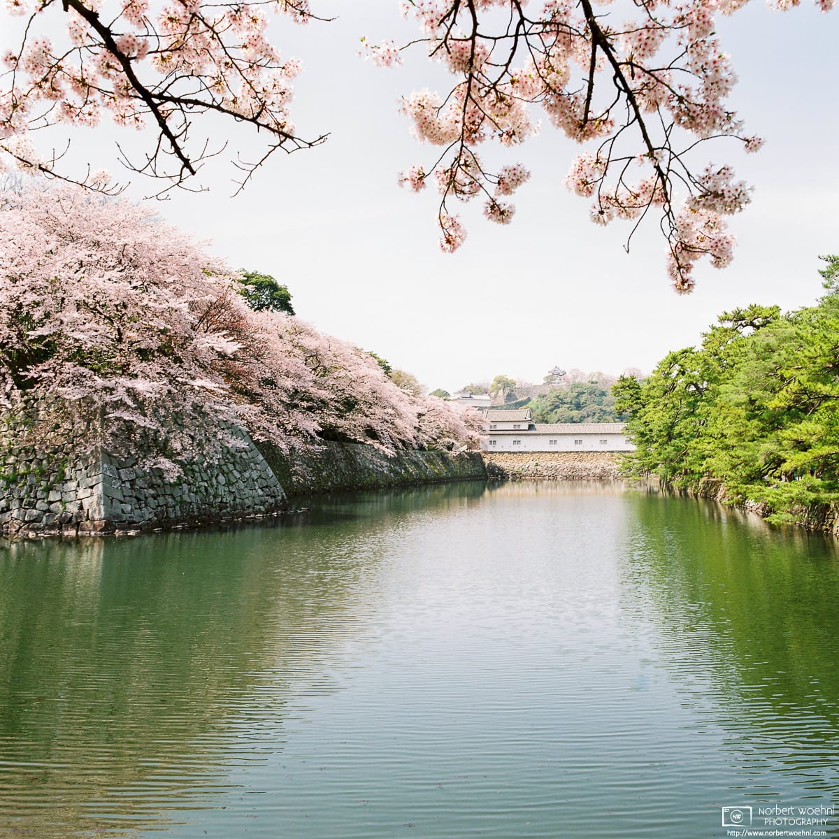 Cherry Blossoms in full bloom along the moat of Hikone Castle in Shiga Prefecture, Japan.