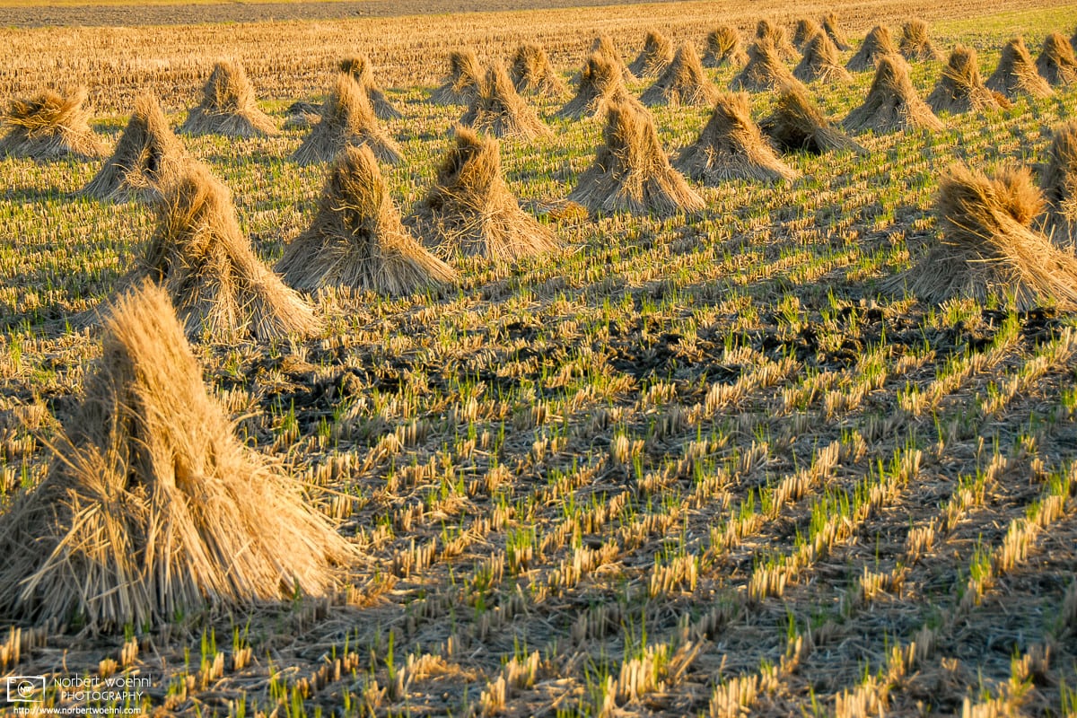 Straws on a rice field after harvest, as seen in the countryside east of Okayama, Japan.