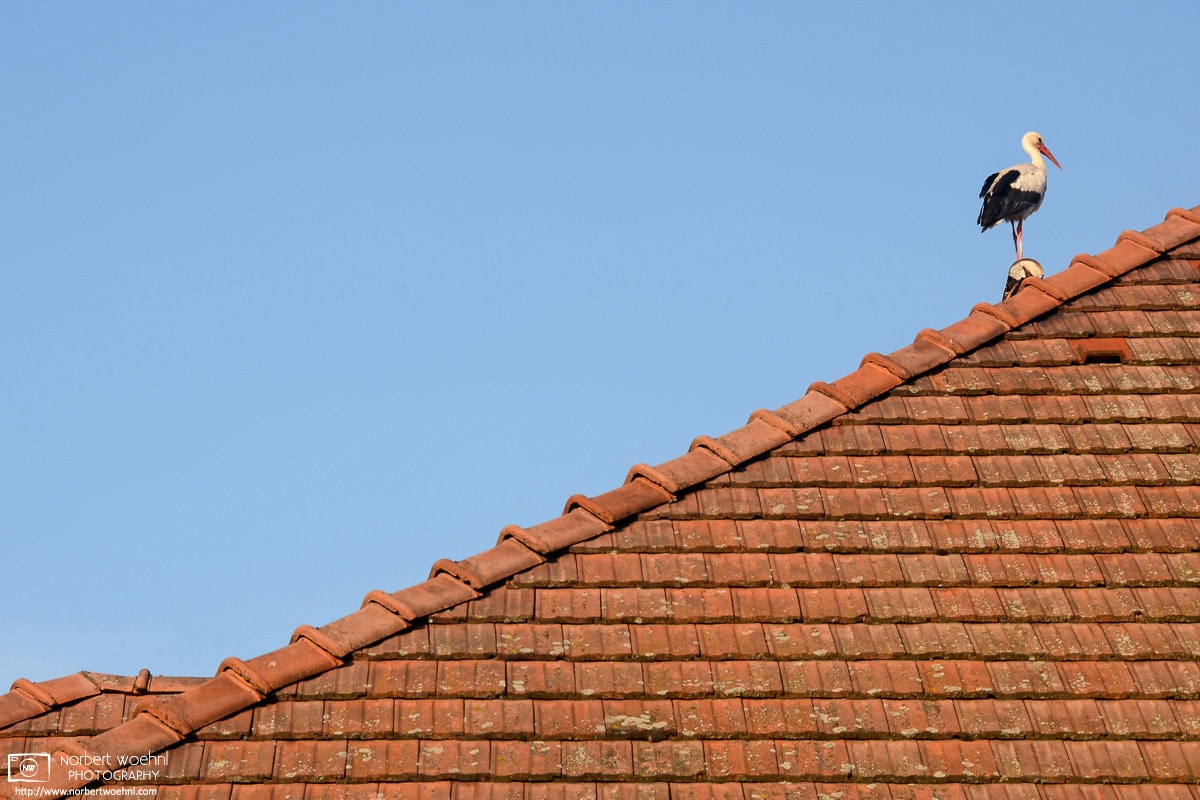 A young White Stork surveying the scene from a rooftop in the village of Rust, Burgenland, Austria.